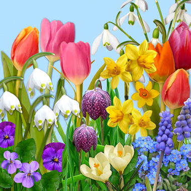 20 Servietten, 3-lagig 1/4-Falz 33 cm x 33 cm Flowers of Spring